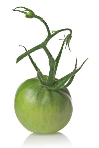 Tomate verde aislado en blanco