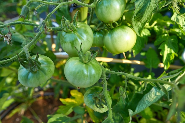 Tomate verde en campo de huerto de tomates