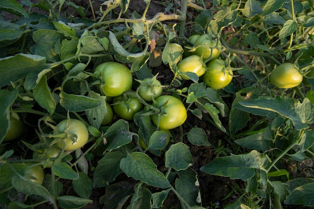 Foto tomate verde crudo en el árbol del jardín de verduras