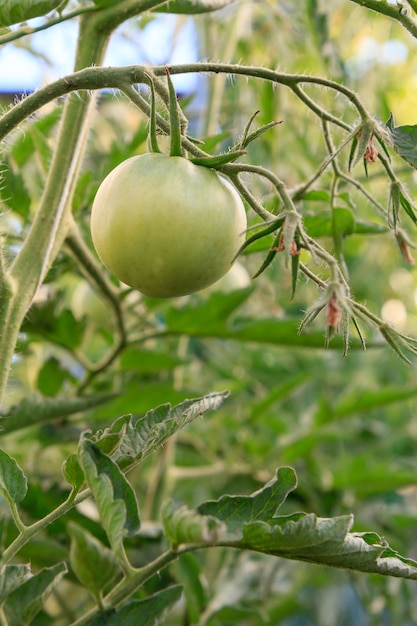 Tomate verde imaturo crescendo em arbusto no jardim. Cultivo de tomate em estufa.