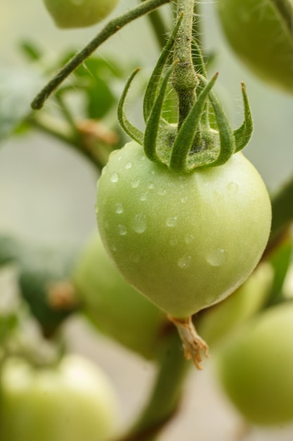 Tomate verde inmaduro que crece en arbusto en el jardín