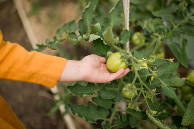 Un tomate verde en un invernadero, en manos de niños.