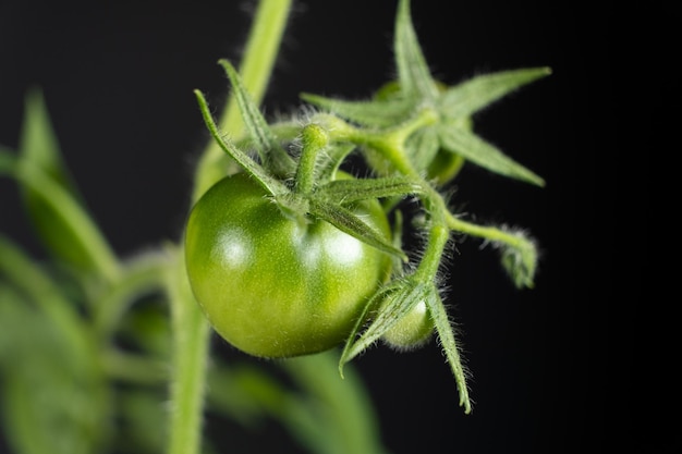 Un tomate verde sin madurar en una rama sobre un fondo negro