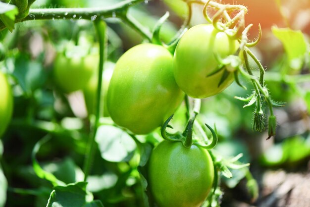 Foto tomate verde nas plantas agricultura agrícola orgânica com luz solar tomates verdes frescos imaturos crescendo no jardim