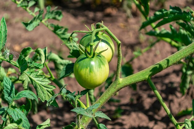 Tomate verde en una rama de arbusto