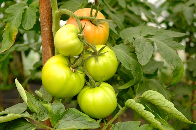 Tomate verde verde em um galho em uma estufa