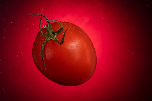 Tomate vermelho com gotas de água em um fundo vermelho tomate isolado em fundo vermelho