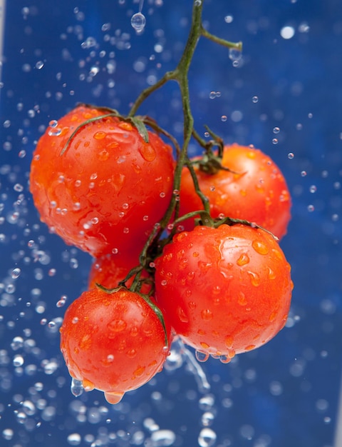 Tomate vermelho fresco nas gotas de água