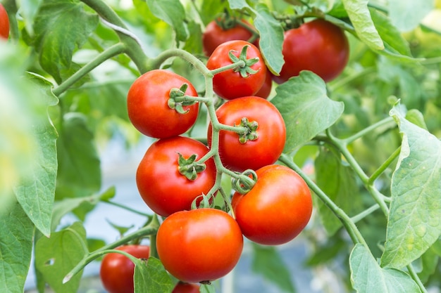 Tomate vermelho maduro crescendo no ramo no campo