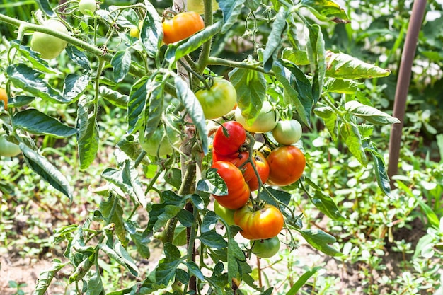 Tomaten auf Busch im Gemüsegarten