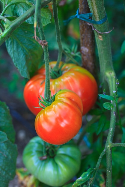 Tomaten auf dem Gebiet