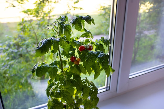 Tomaten auf der Fensterbank anbauen. Rote Tomatenfrüchte in einem Topf am Fenster. Tomaten drinnen anbauen.
