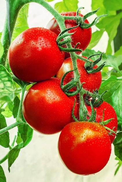 Tomaten auf einem reifen Rot des Zweigs. Selektiver Fokus