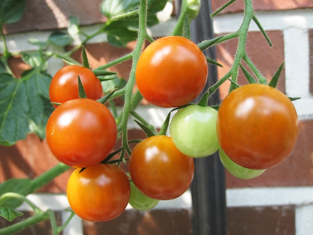 Tomaten auf einem Zweig rohe Tomaten und reife Tomaten