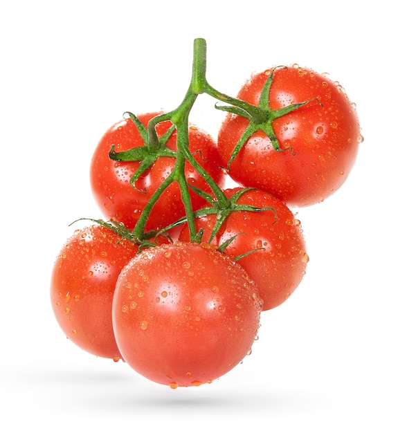 Tomaten auf Zweig mit Wassertropfen