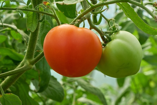 Tomaten, die in einem Gewächshaus auf einem Bio-Bauernhof in einer umweltfreundlichen Umgebung wachsen.