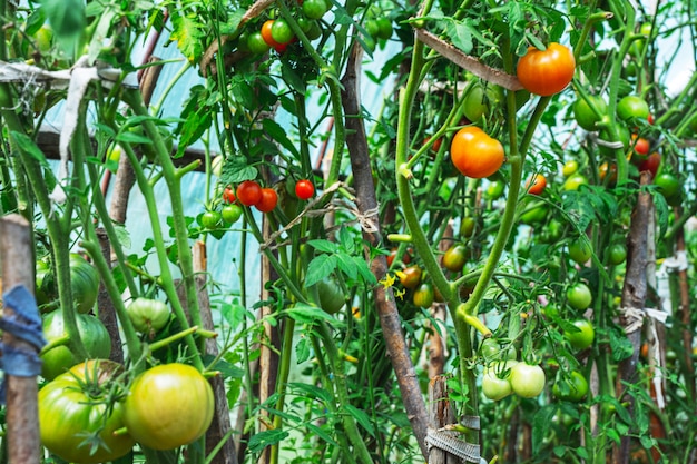 Tomaten, die in einem Gewächshaus wachsen. Gemüsebau-Konzept