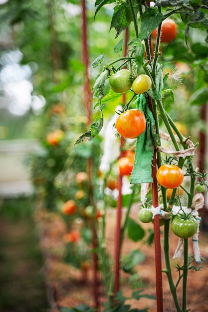 Tomaten, die in einem Gewächshaus wachsen. Gemüsebau-Konzept