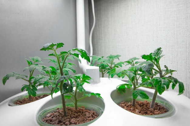 Tomaten drinnen anbauen Aeroponische Hydroponikanlage für den Anbau von Pflanzen Tomaten drinnen Sämlinge mit automatischer Bewässerung und Beleuchtung Heimplantage