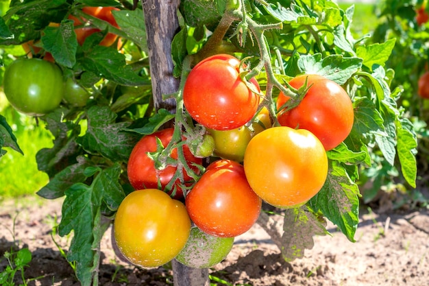 Tomaten Fruchtstücke reifen auf der Pflanze