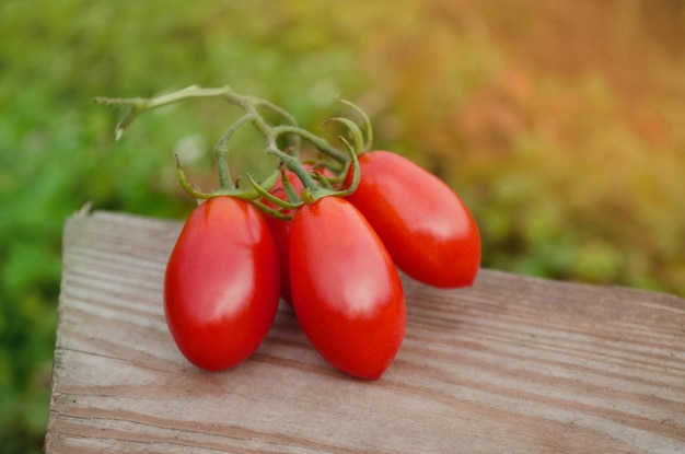 Tomaten Früchte im Wachstum auf Feldern Frische Tomaten auf einem HolztischTomaten wachsen im Freien erschossen