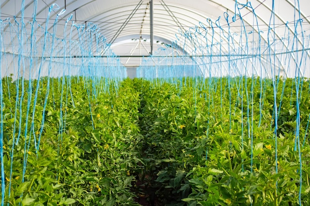 Tomaten hängen an Büschen in einem Gewächshaus aus Polycarbonat.