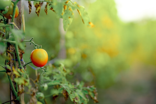 tomaten im garten angebaut Premium Fotos