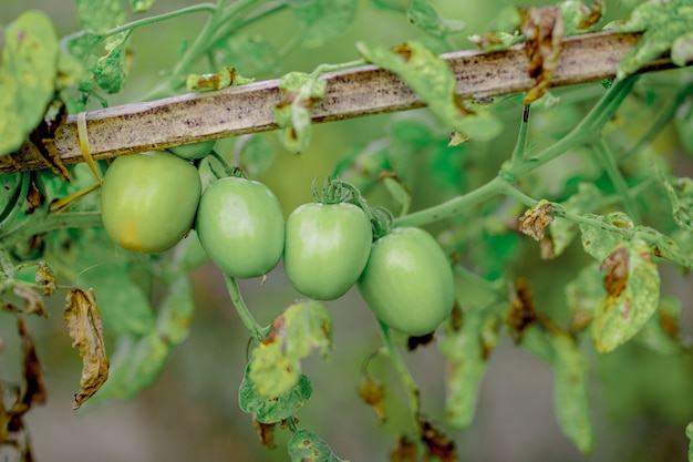 tomaten im garten angebaut Premium Fotos