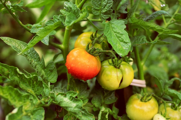 Tomaten im Garten auf einem Bioprodukt des Buschbauernhofes