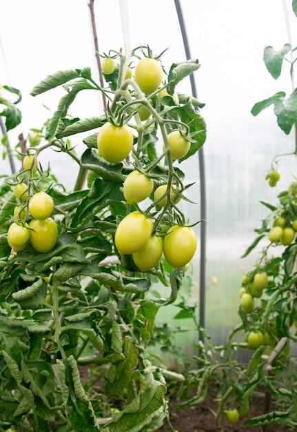 Tomaten im Garten Grüne Tomaten auf einem Ast