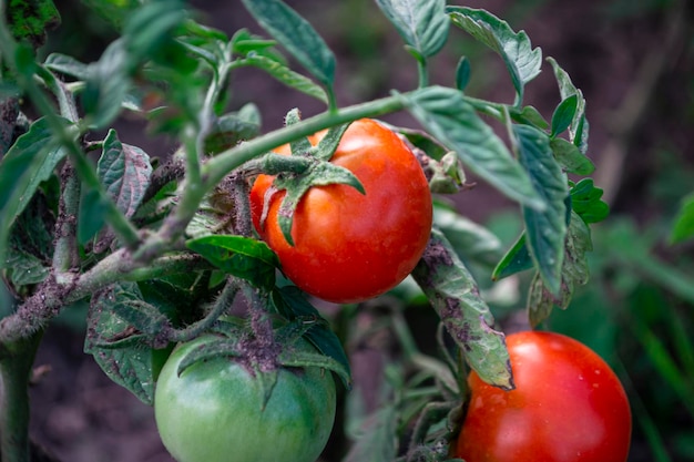 Tomaten im Garten, Nahaufnahme.