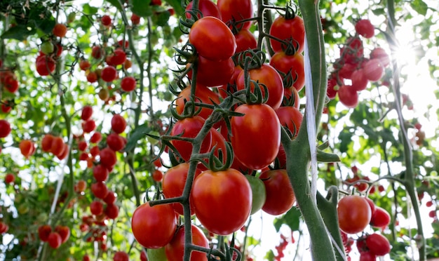 Tomaten im Garten