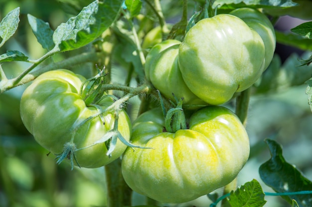 Tomaten im Garten