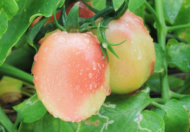 Tomaten im Garten