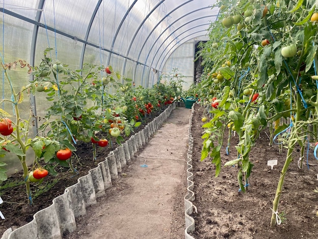 Tomaten im Gewächshaus anbauen