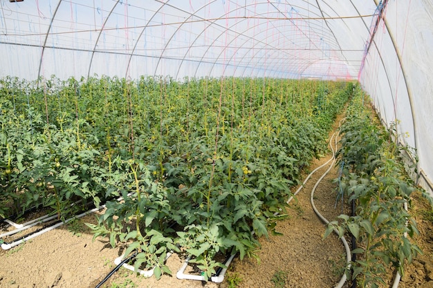 Tomaten im Gewächshaus. Gebundene Tomaten in den Reihen des Gewächshauses. Tomatensämlinge. Wachsende Tomaten im Gewächshaus. Seedlin