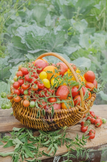 Foto tomaten in einem korb auf einer natur