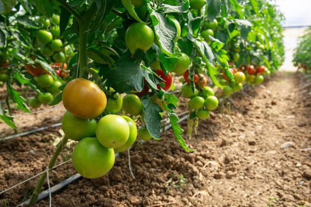 Tomaten in Pflanzen im Gewächshaus