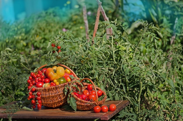Tomaten in verschiedenen Formen und Farben in Weidenkörben auf dem Hintergrund eines Gewächshauses im Freien