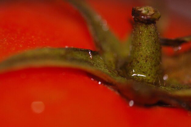 Foto tomaten-makro