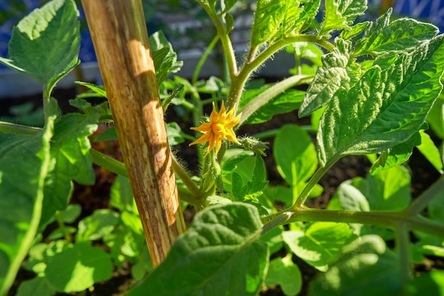 Tomaten pflanzen mit Blumentomatenblüte