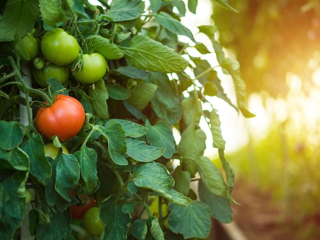 Tomaten reifen in einem Gewächshaus auf dem Land