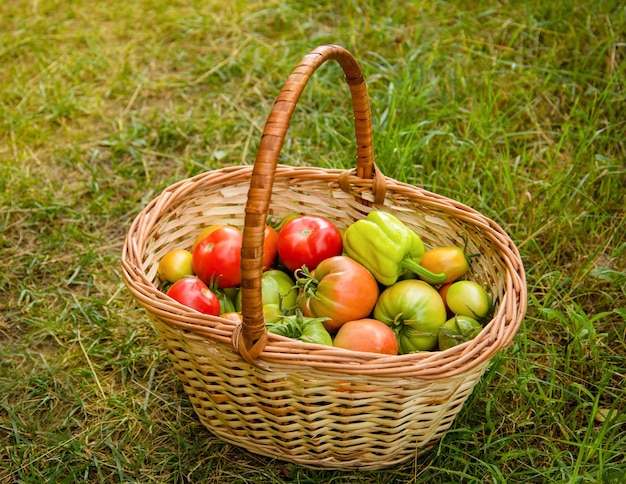 Tomaten und Paprika im Korb ernten