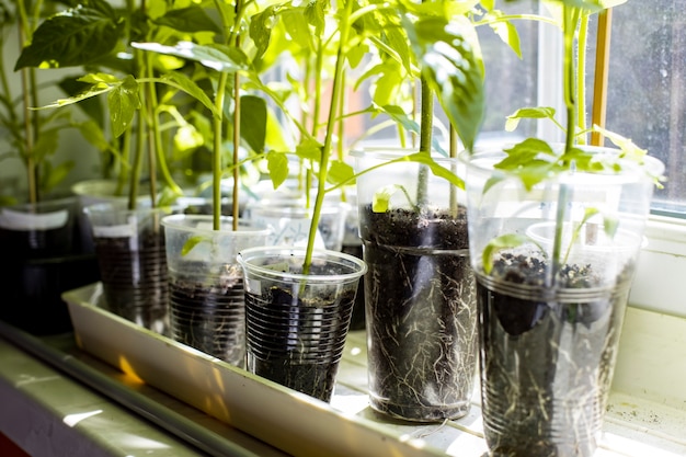 Tomaten- und Paprikasprossen stehen im Sonnenlicht auf der Fensterbank