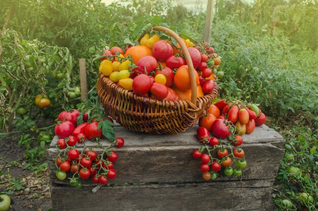 Tomaten wachsen im Garten Frisch geerntete Tomaten