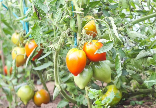 Tomaten wachsen im Gewächshaus.