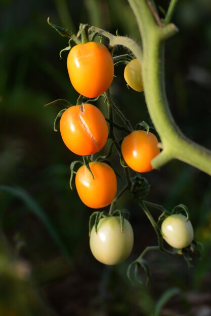 Tomaten wachsen im Gewächshaus