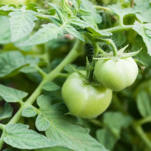 Tomaten wachsen in einem Gewächshaus, grüne Tomaten hängen an einer Rebe