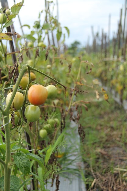 Tomaten