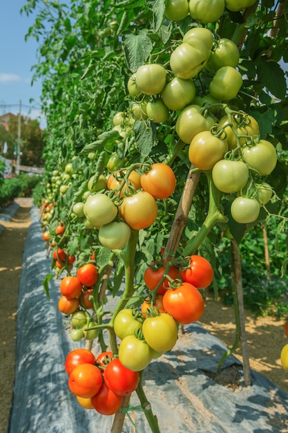 Tomatenanbau im Feldbau